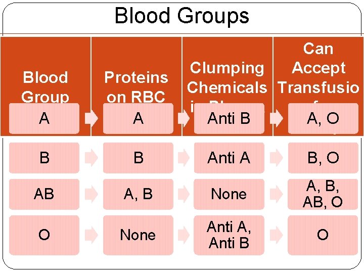 Blood Groups Blood Group A Proteins on RBC A B B AB O Can Blood Groups Blood Group A Proteins on RBC A B B AB O Can