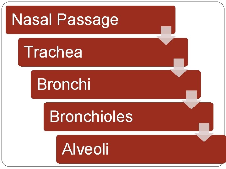Nasal Passage Trachea Bronchioles Alveoli Nasal Passage Trachea Bronchioles Alveoli