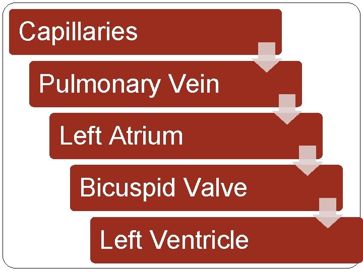 Capillaries Pulmonary Vein Left Atrium Bicuspid Valve Left Ventricle Capillaries Pulmonary Vein Left Atrium Bicuspid Valve Left Ventricle