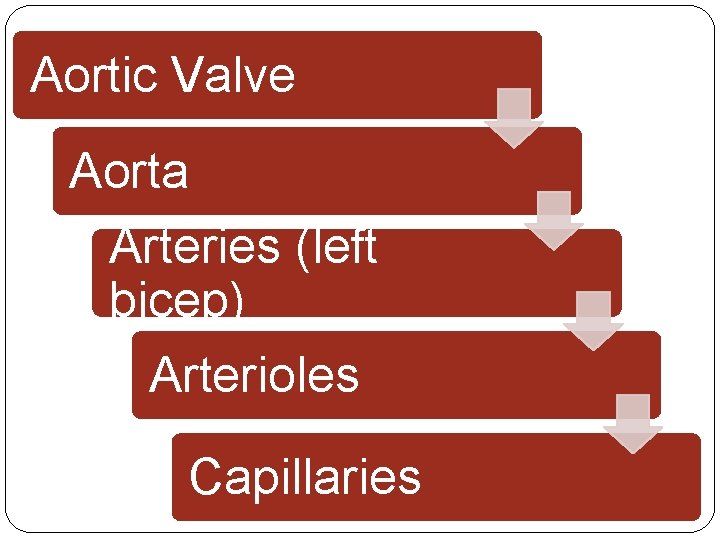 Aortic Valve Aorta Arteries (left bicep) Arterioles Capillaries Aortic Valve Aorta Arteries (left bicep) Arterioles Capillaries