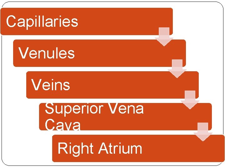 Capillaries Venules Veins Superior Vena Cava Right Atrium Capillaries Venules Veins Superior Vena Cava Right Atrium
