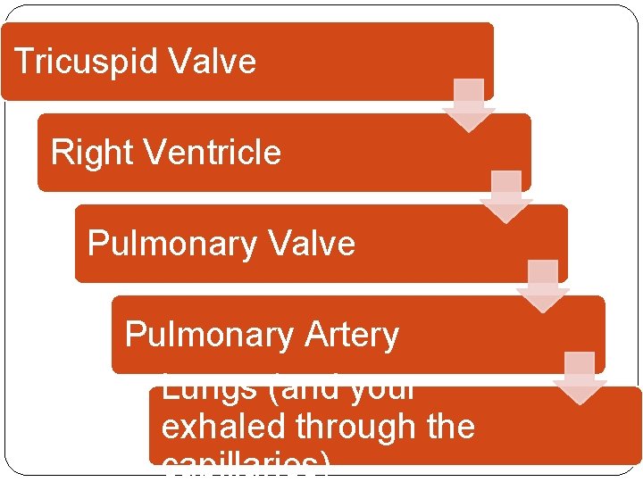 Tricuspid Valve Right Ventricle Pulmonary Valve Pulmonary Artery Lungs (and your exhaled through the Tricuspid Valve Right Ventricle Pulmonary Valve Pulmonary Artery Lungs (and your exhaled through the