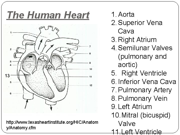 The Human Heart 13 http: //www. texasheartinstitute. org/HIC/Anatom y/Anatomy. cfm 1. Aorta 2. Superior The Human Heart 13 http: //www. texasheartinstitute. org/HIC/Anatom y/Anatomy. cfm 1. Aorta 2. Superior