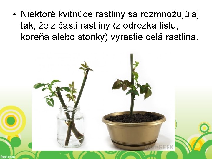  • Niektoré kvitnúce rastliny sa rozmnožujú aj tak, že z časti rastliny (z