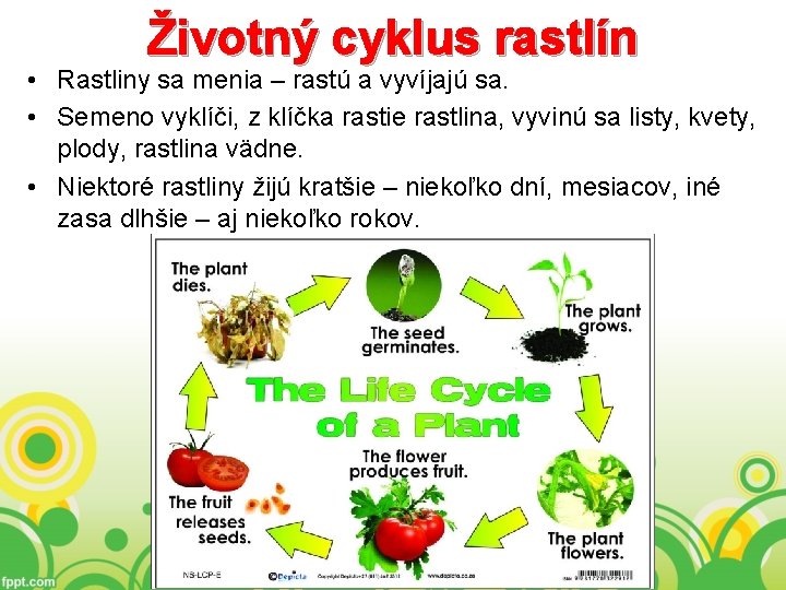 Životný cyklus rastlín • Rastliny sa menia – rastú a vyvíjajú sa. • Semeno
