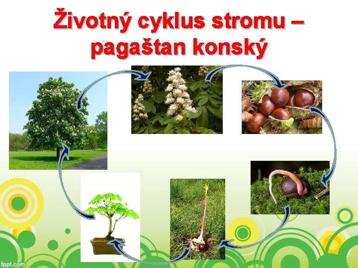 Životný cyklus stromu – pagaštan konský 