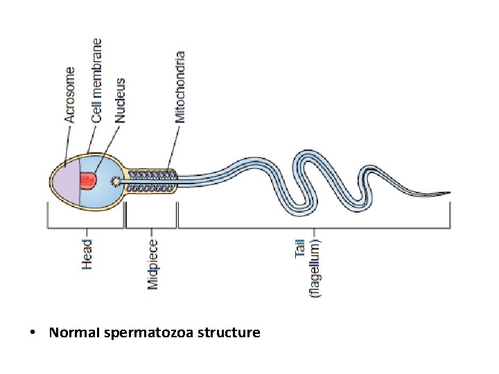  • Normal spermatozoa structure 