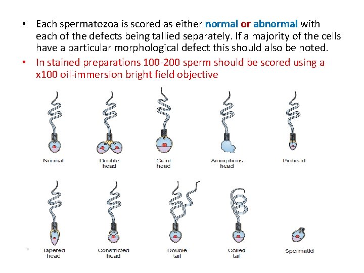  • Each spermatozoa is scored as either normal or abnormal with each of