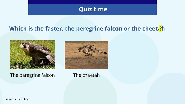 Quiz time Which is the faster, the peregrine falcon or the cheetah ? The