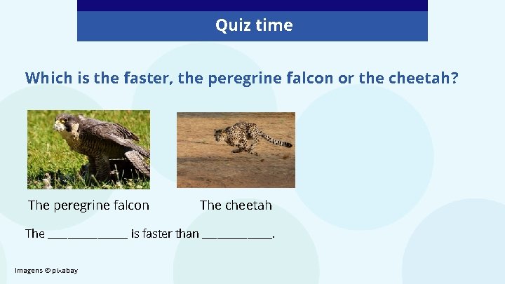 Quiz time Which is the faster, the peregrine falcon or the cheetah? The peregrine