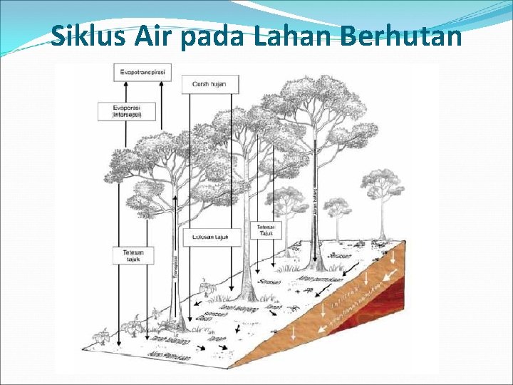 Siklus Air pada Lahan Berhutan 