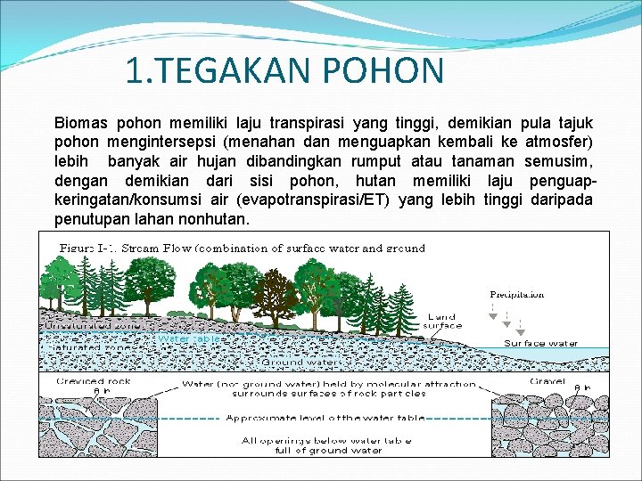 1. TEGAKAN POHON Biomas pohon memiliki laju transpirasi yang tinggi, demikian pula tajuk pohon