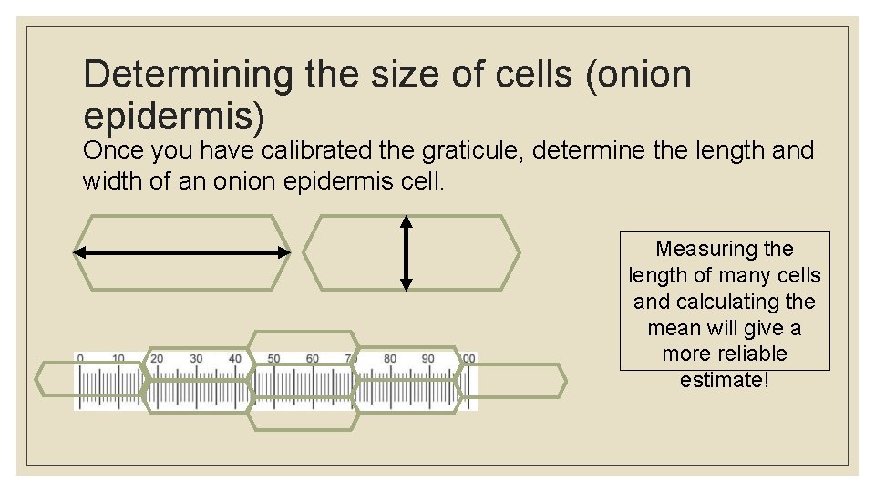 Determining the size of cells (onion epidermis) Once you have calibrated the graticule, determine