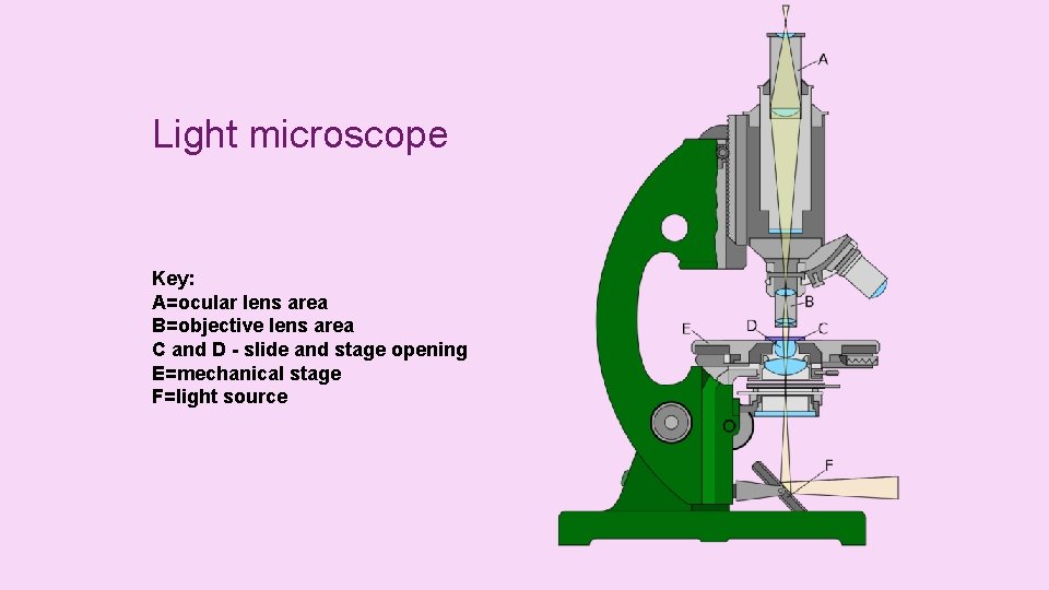 Light microscope Key: A=ocular lens area B=objective lens area C and D - slide