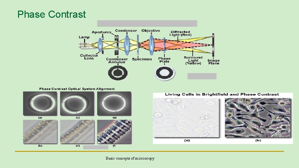 Phase Contrast Basic concepts of microscopy 