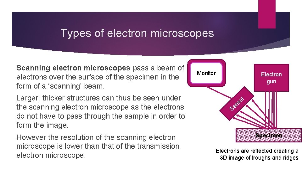 Types of electron microscopes Scanning electron microscopes pass a beam of electrons over the