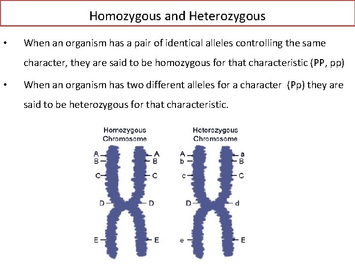 Homozygous and Heterozygous • When an organism has a pair of identical alleles controlling