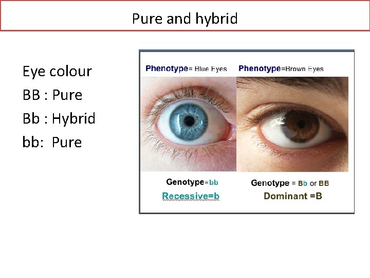 Pure and hybrid Eye colour BB : Pure Bb : Hybrid bb: Pure 
