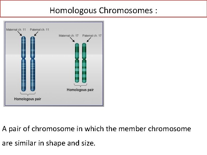 Homologous Chromosomes : A pair of chromosome in which the member chromosome are similar