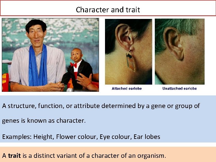 Character and trait A structure, function, or attribute determined by a gene or group