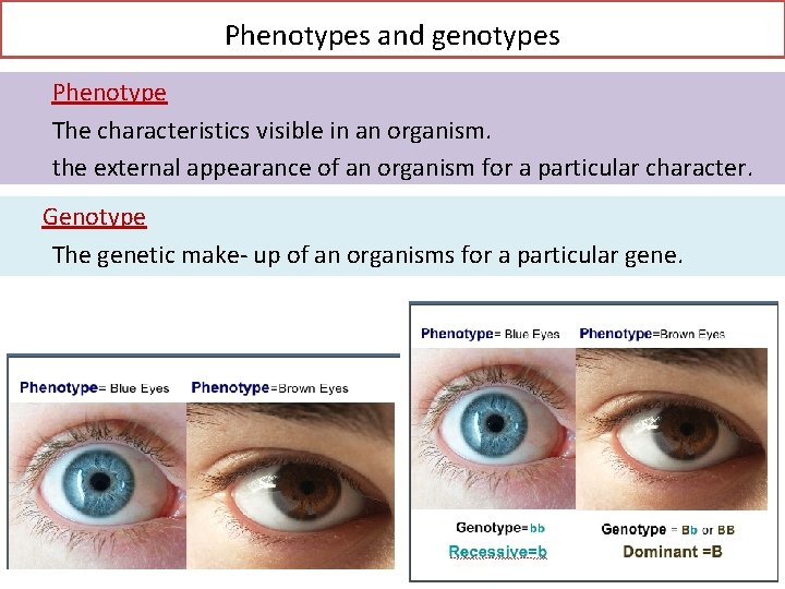 Phenotypes and genotypes Phenotype The characteristics visible in an organism. the external appearance of