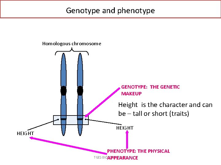 Genotype and phenotype Homologous chromosome GENOTYPE: THE GENETIC MAKEUP Height is the character and