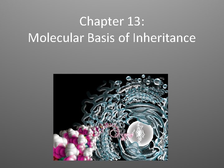 Chapter 13: Molecular Basis of Inheritance 