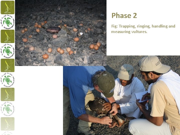 Phase 2 Fig: Trapping, ringing, handling and measuring vultures. 