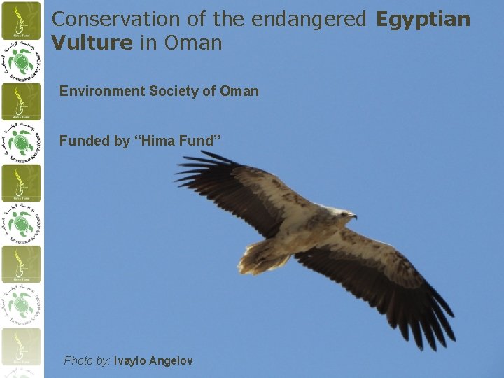 Conservation of the endangered Egyptian Vulture in Oman Environment Society of Oman Funded by