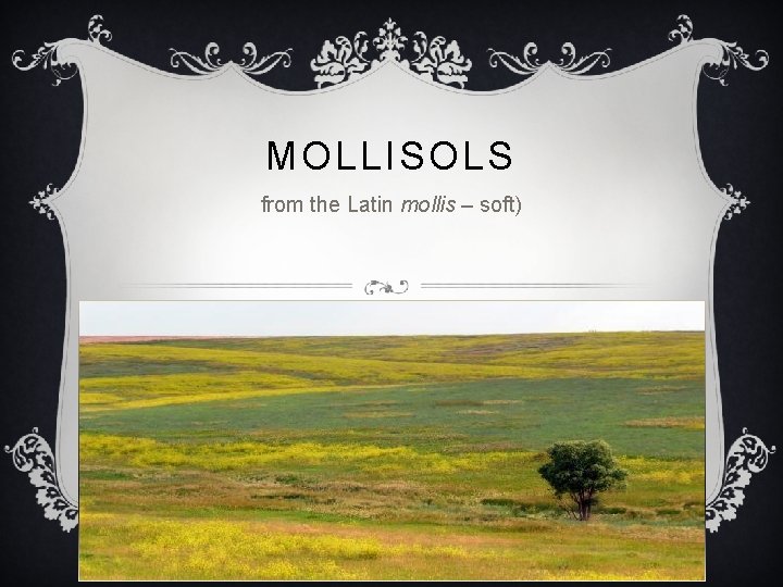 MOLLISOLS from the Latin mollis – soft) 