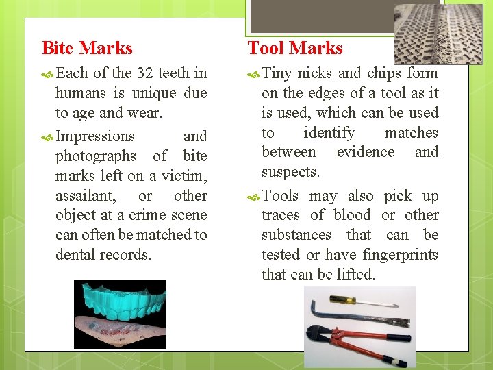Bite Marks Tool Marks Each Tiny of the 32 teeth in humans is unique Bite Marks Tool Marks Each Tiny of the 32 teeth in humans is unique