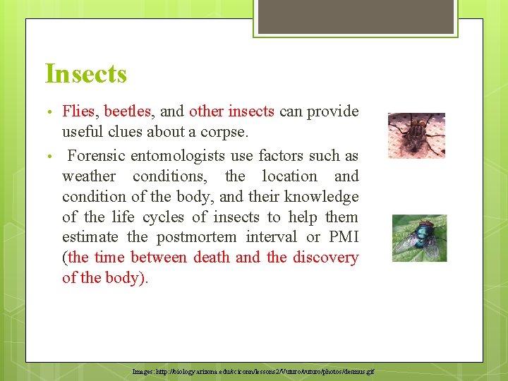 Insects • • Flies, beetles, and other insects can provide useful clues about a Insects • • Flies, beetles, and other insects can provide useful clues about a