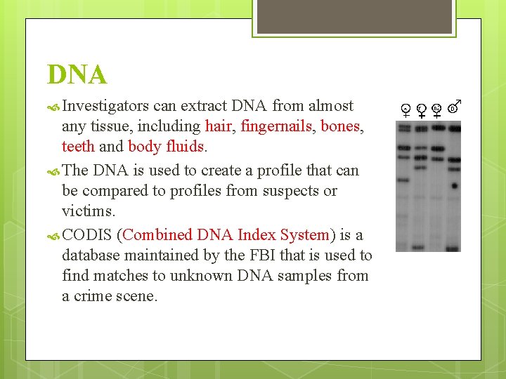 DNA Investigators can extract DNA from almost any tissue, including hair, fingernails, bones, teeth DNA Investigators can extract DNA from almost any tissue, including hair, fingernails, bones, teeth