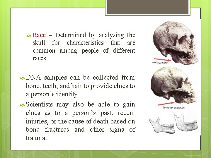 Race – Determined by analyzing the skull for characteristics that are common among Race – Determined by analyzing the skull for characteristics that are common among
