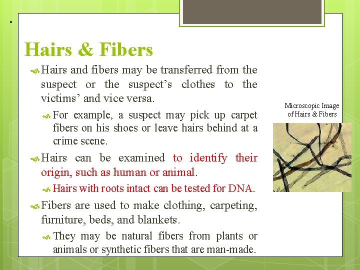 • Hairs & Fibers Hairs and fibers may be transferred from the suspect • Hairs & Fibers Hairs and fibers may be transferred from the suspect