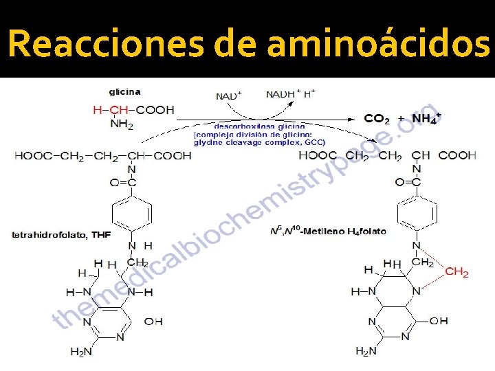 Reacciones de aminoácidos 