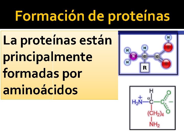 Formación de proteínas La proteínas están principalmente formadas por aminoácidos 