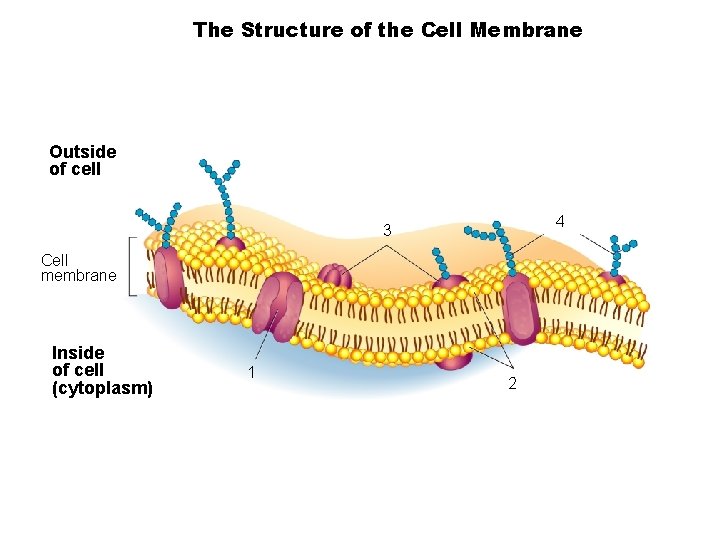 The Structure of the Cell Membrane Section 7 -3 Outside of cell 4 3