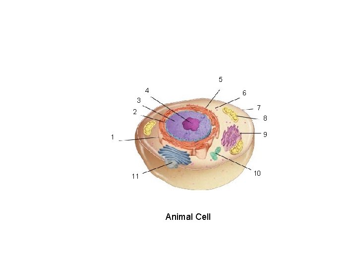 Section 7 -2 5 4 6 3 7 2 8 9 1 10 11