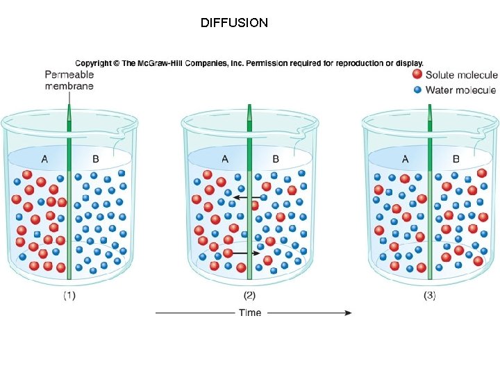 DIFFUSION 