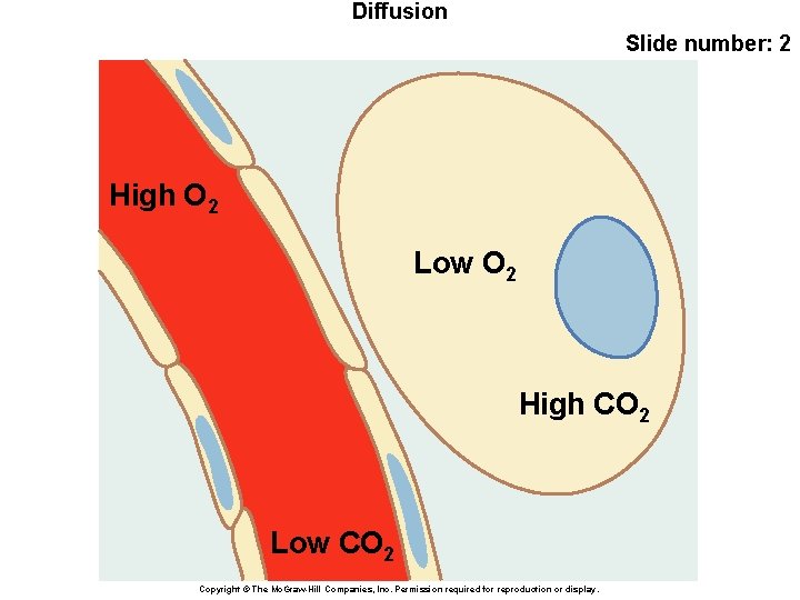 Diffusion Slide number: 2 High O 2 Low O 2 High CO 2 Low