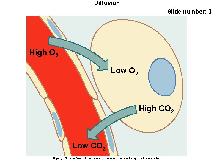 Diffusion Slide number: 3 High O 2 Low O 2 High CO 2 Low