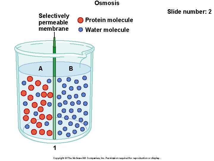 Osmosis Selectively permeable membrane A Slide number: 2 Protein molecule Water molecule B 1