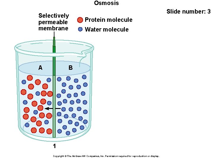 Osmosis Selectively permeable membrane A Slide number: 3 Protein molecule Water molecule B 1