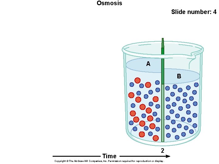 Osmosis Slide number: 4 A B Time 2 Copyright © The Mc. Graw-Hill Companies,
