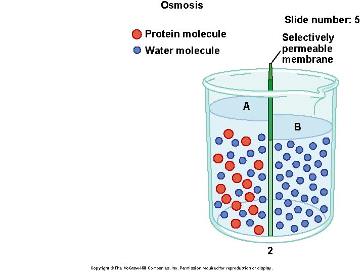 Osmosis Slide number: 5 Protein molecule Selectively permeable membrane Water molecule A B 2