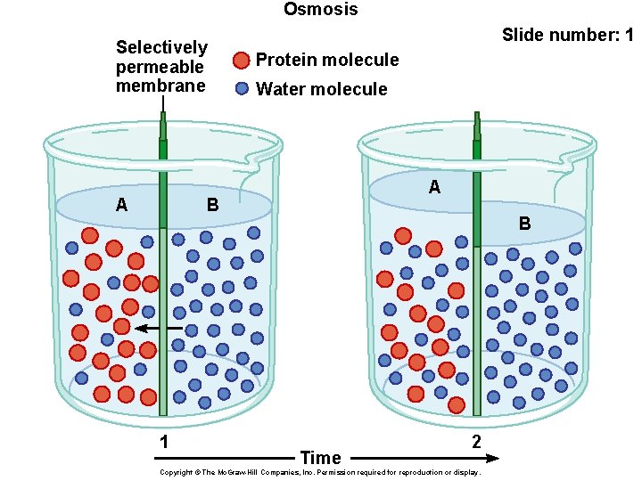 Osmosis Selectively permeable membrane A Slide number: 1 Protein molecule Water molecule A B