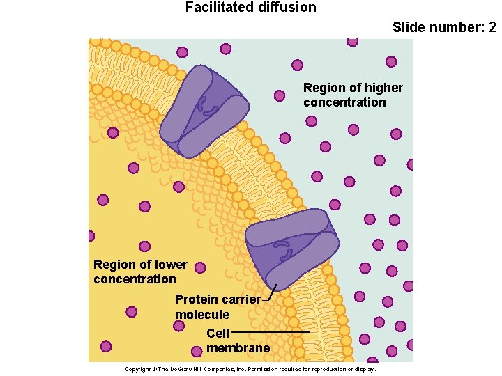 Facilitated diffusion Slide number: 2 Region of higher concentration Region of lower concentration Protein