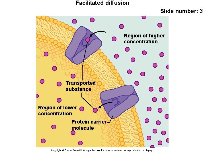 Facilitated diffusion Slide number: 3 Region of higher concentration Transported substance Region of lower