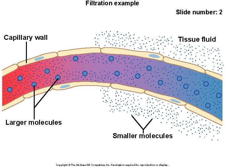 Filtration example Slide number: 2 Capillary wall Tissue fluid Larger molecules Smaller molecules Copyright